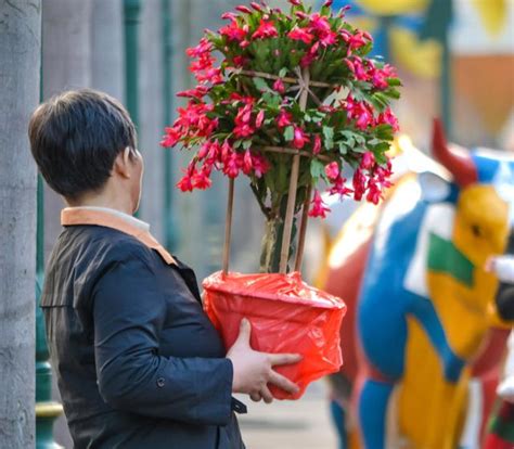 富貴子|年關將至，5種「富貴花」不可錯過，隨便養一盆，「富貴」上門。